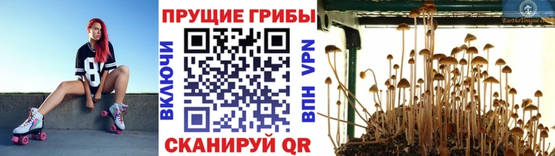 Псилоцибиновые грибы Psilocybine cubensis  Инта 